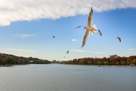 زاینده رود میزبان پرندگان مهاجر - اصفهان
